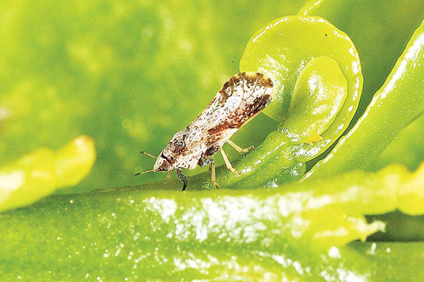 Ray-chong-canh-xuat-hien-tren-cay-trong-khi-co-choi-non