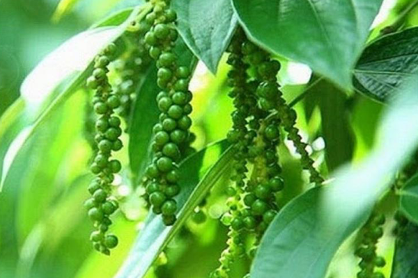 Cay-ho-tieu-dau-qua-tot