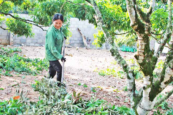 Ve-sinh-vuon-vai-sau-thu-hoach