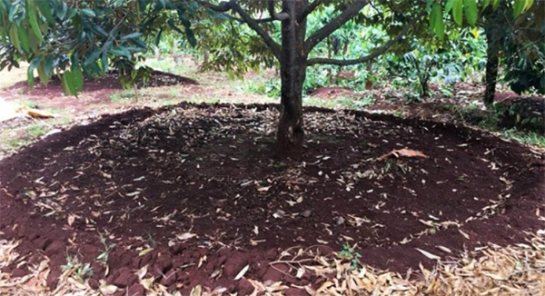 bon-phan-cho-cay-sau-rieng