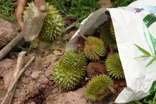 Sau-rieng-rung-trai-non