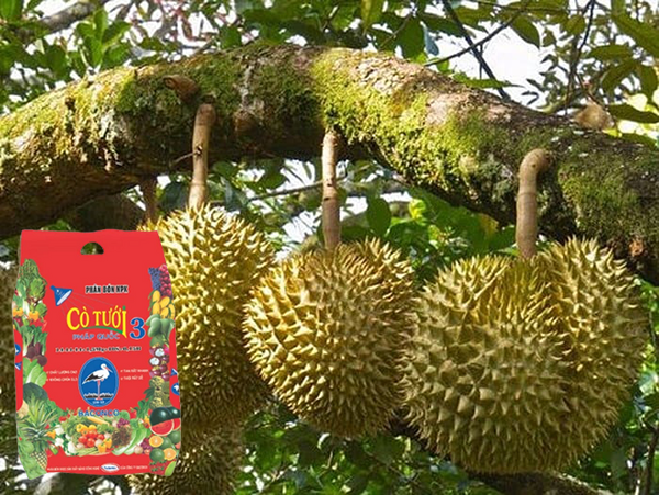 CON-CÒ-TƯỚI 3