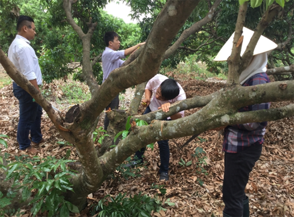 khoanh-canh-cho-cay-vai