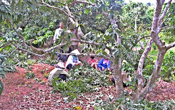 cat-tia-canh-cho-cay-vai