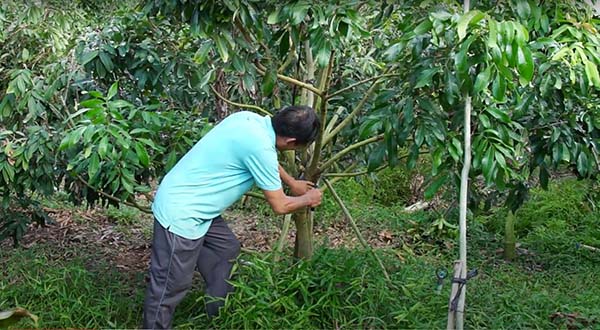 tia-canh-tao-tan-cho-cây-nhan