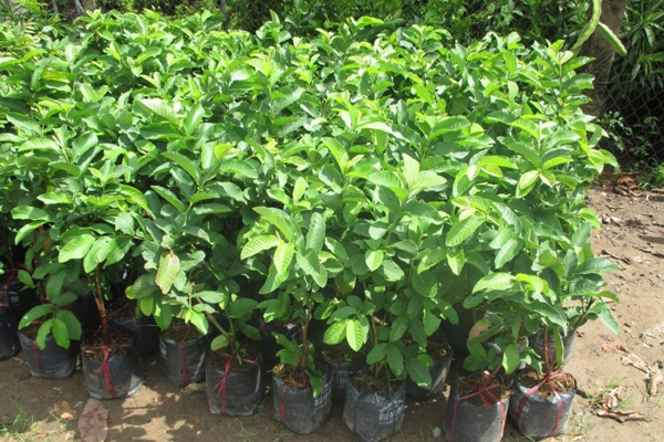 Giong-oi-Le-Dai-Loan