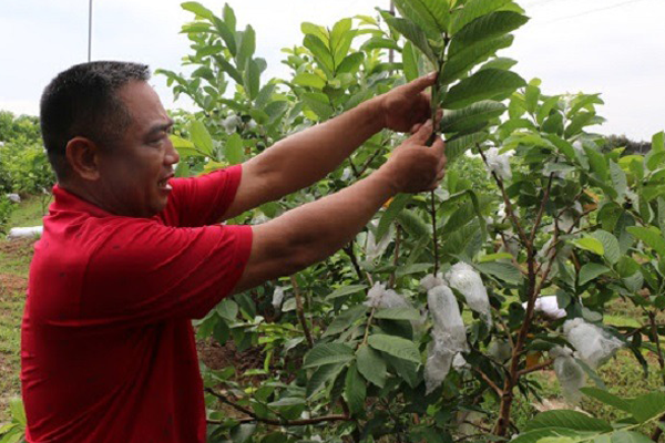 Tia-canh-tao-tan-cho-cay