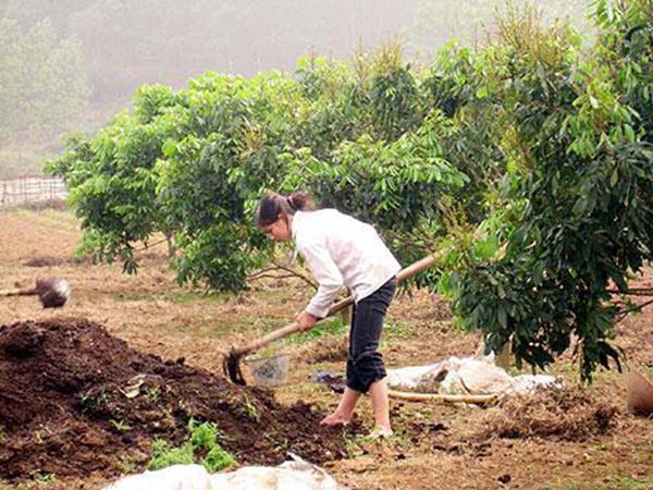 bon-phan-cho-cay-nhan