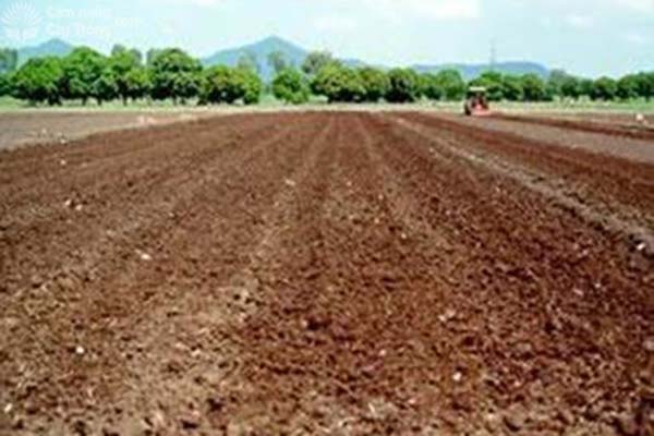 chuan-bi-dat-trong-dua-chuot