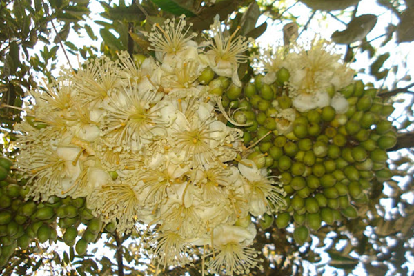 Cau-truc-hoa-sau-rieng