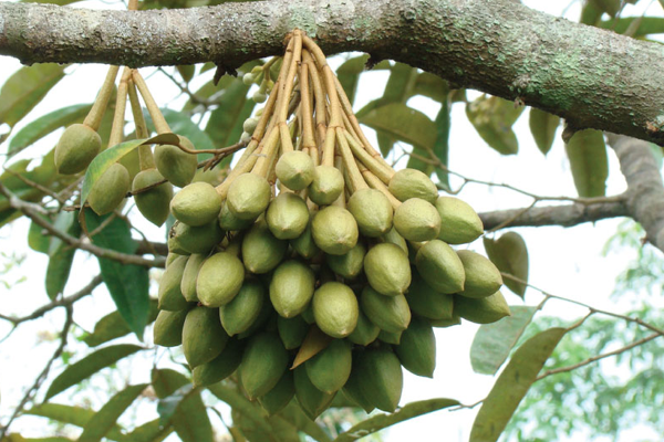 Giai-doan-tao-mam-hoa