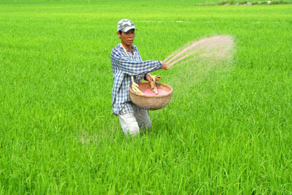 Bon-Kali-giai-doan-cay-nuoi-qua-hat