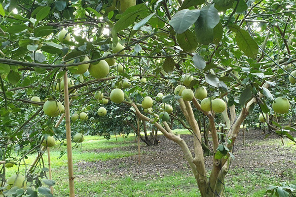 Trong-buoi-voi-mat-do-phu-hop