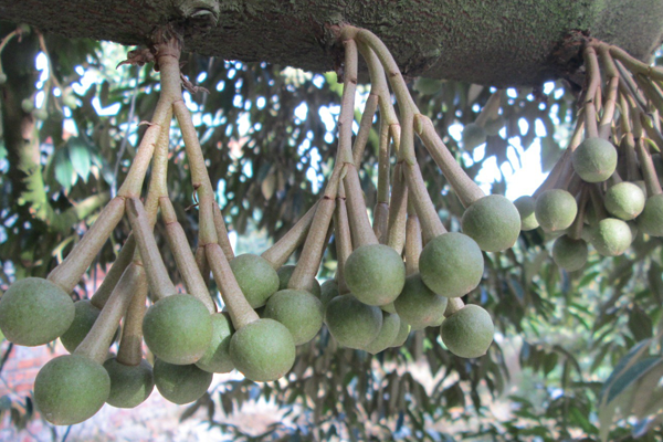 Sau-rieng-nhu-mat-cua