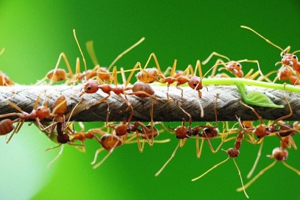 Nuoi-kien-vang-trong-vuon-cay-co-mui