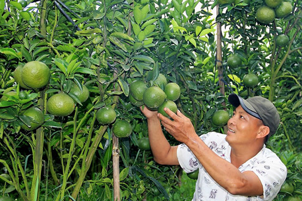 Han-che-su-dung-thuoc-tru-sau-trong-vuon-cay-co-mui