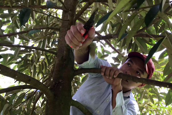 Cat-tia-canh-cho-cay-sau-rieng