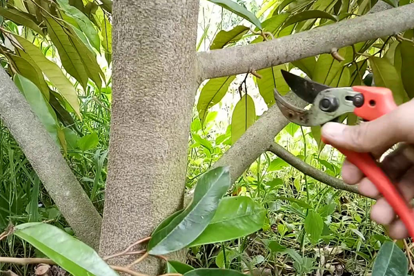 Tia-canh-tao-tan-cho-cay-sau-rieng