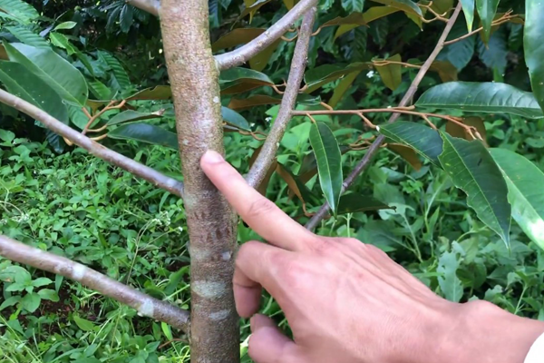 Cat-tia-canh-cho-cay-sau-rieng