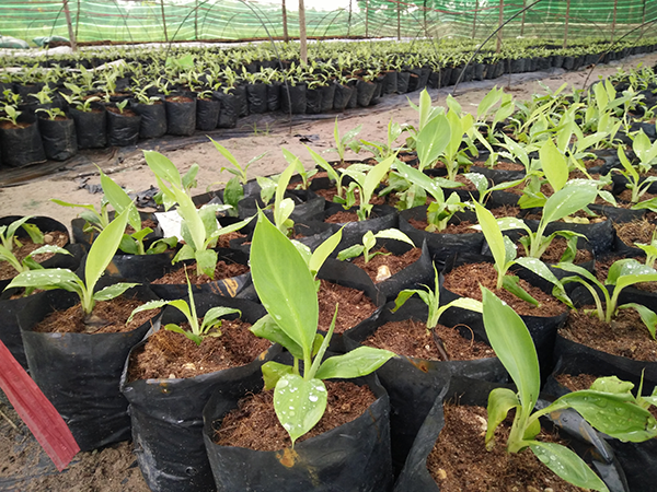 chon-giong-cay-chuoi