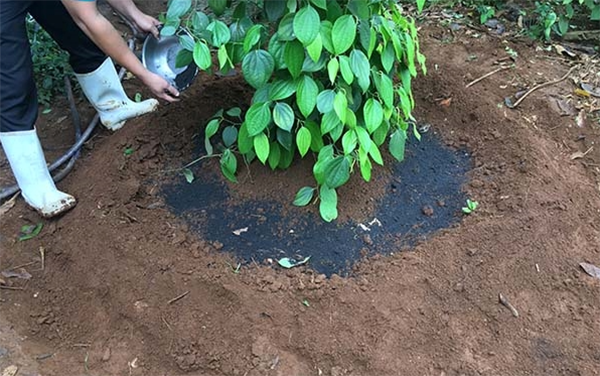 bon-phan-vi-sinh-dung-cach