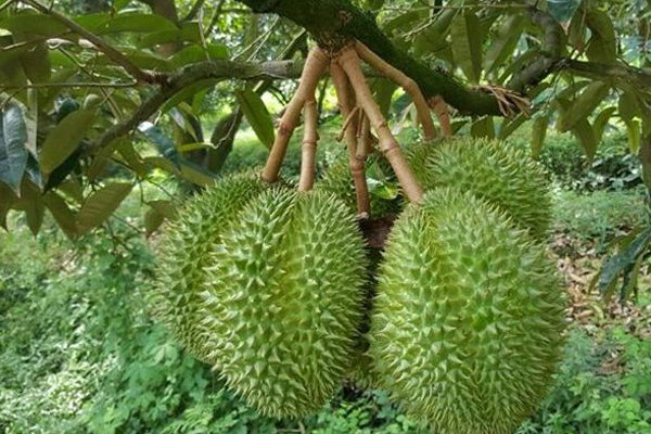 Cay-sau-rieng-kho-qua-xanh