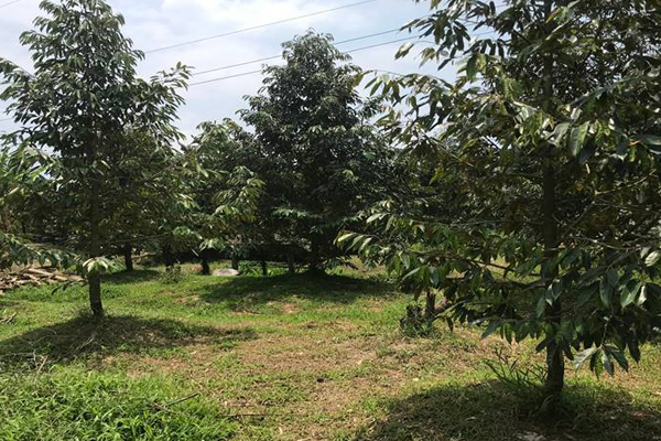 Khoang-cach-trong-sau-rieng-phu-hop-la-8-12-met-mot-cay