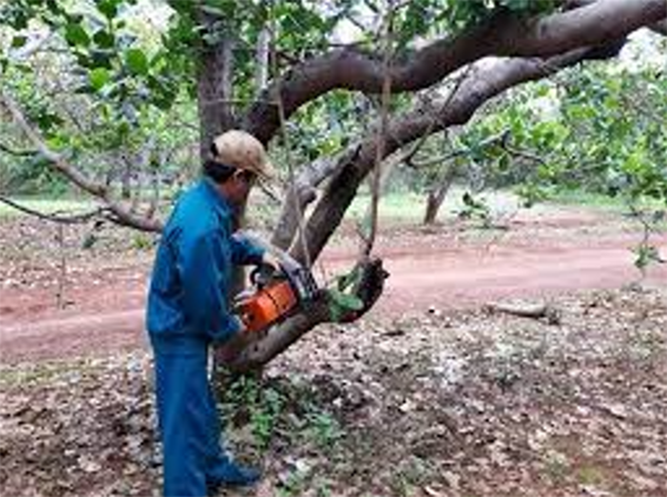 tia-canh-tao-tan-cho-cay-dieu