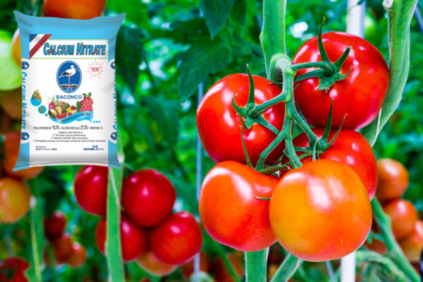 CON-CÒ-CALCIUM-NITRATE