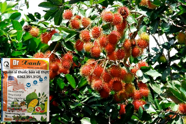 Phan-bon-DR-XANH-AMINO-ACID-40