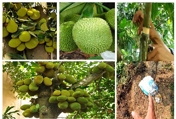 bat-mi-phuong-phap-trong-mit