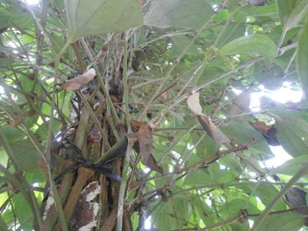 benh-hai-cay-ho-tieu