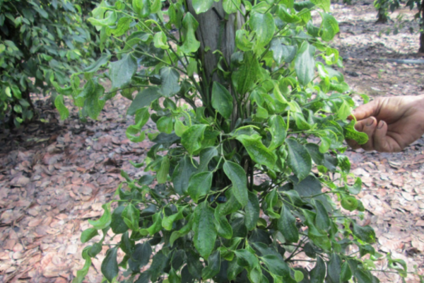 Bệnh khảm lá và xoăn lá trên cây tiêu