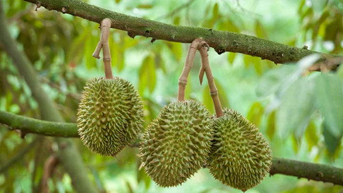 Bệnh nấm hồng trên cây sầu riêng có thể phá hủy năng suất và chất lượng của sầu riêng