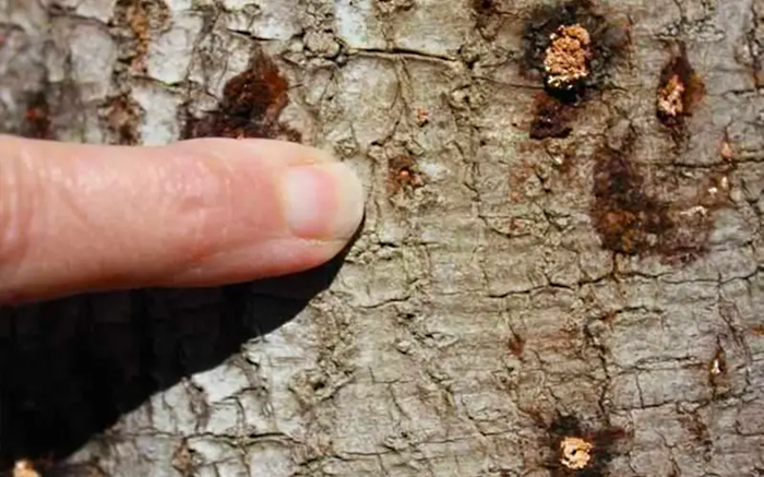 Sứ dụng các phương pháp phòng bệnh nấm hồng trên cây sầu riêng