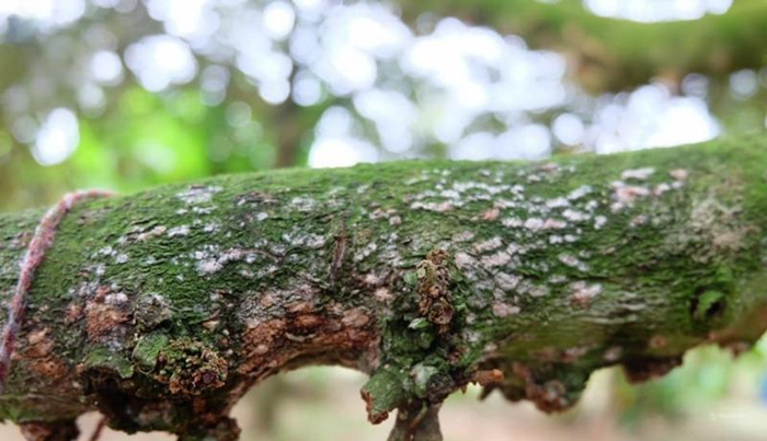 Bệnh nấm hồng phát triển trong trong điều kiện thời tiết nóng ẩm, mưa nhiều