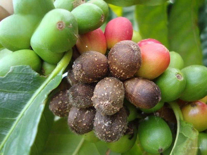 Các loại bệnh nấm phổ biến trên cây cà phê