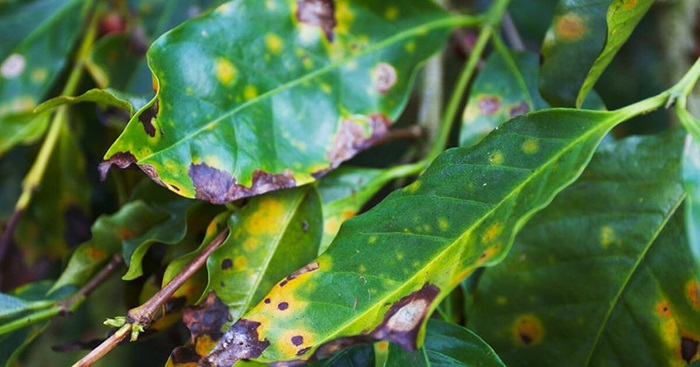Bệnh rỉ sắt là mối đe dọa lớn cho ngành trồng cà phê trên toàn thế giới