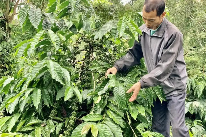 Cần có những phương pháp phòng trừ bệnh rỉ sắt trên cây cà phê