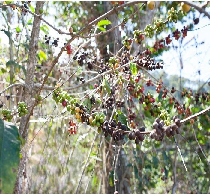 Một số loại thuốc phổ biến để trị bệnh rỉ sắt trên cây cà phê