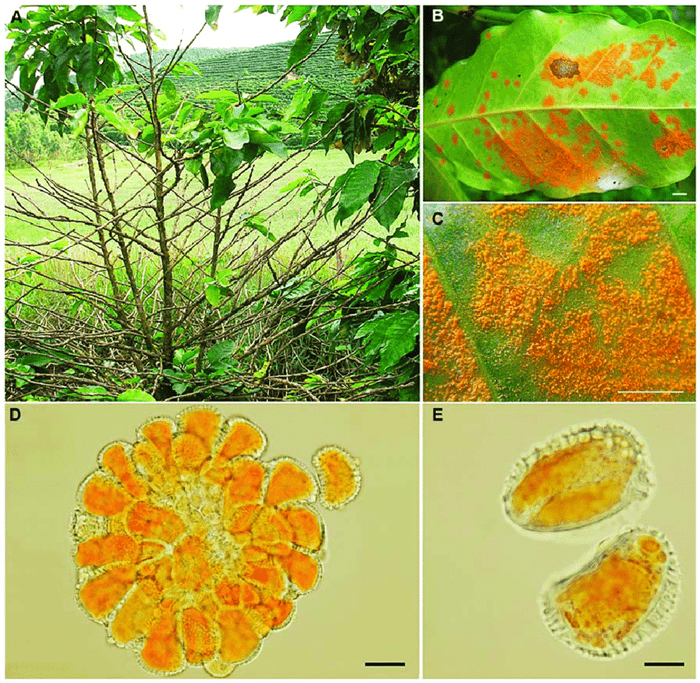 Bệnh rỉ sắt trên cây cà phê chủ yếu do nấm Hemileia vastatrix gây ra