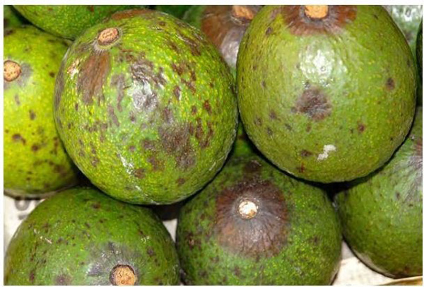 benh-than-thu-cay-bo