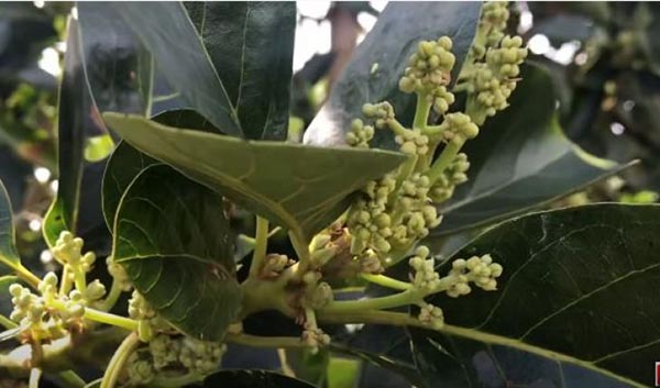 bien-phap-khac-phuc-cay-an-qua-ra-hoa-khong-deu