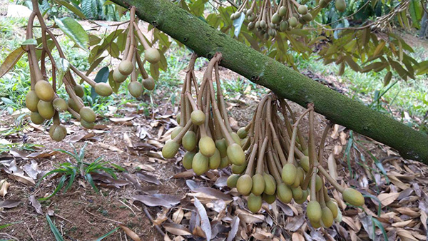 bon-phan-cho-cay-sau-rieng