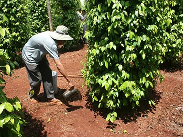 bon-phan-cho-ho-tieu