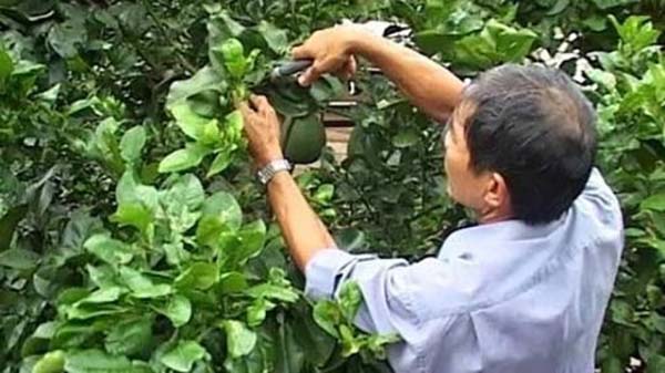 bon-phan-va-cat-tia-canh-cay-mua-kho-han