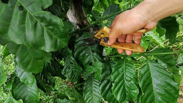 Cách chăm sóc cà phê mới trồng: Cắt tỉa cành hợp lý