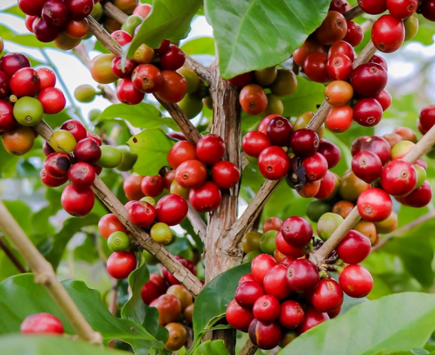 Sự phân bố cà phê chè