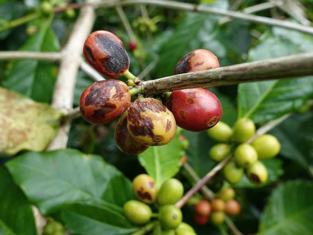 Quả cà phê bị nhiễm bệnh đốm mắt cua thường thối hoặc rụng sớm, giảm chất lượng hạt