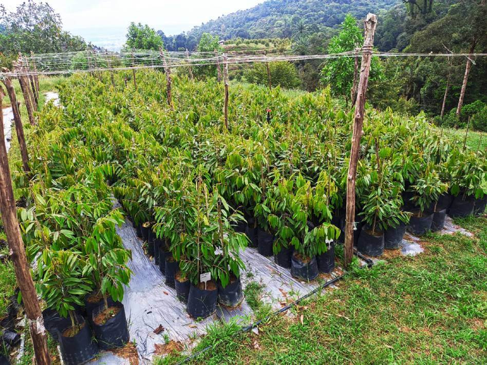 Cách chọn giống cây sầu riêng Musang King